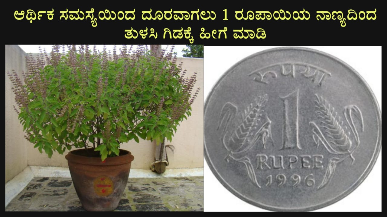 ಯಾವ ರೀತಿ ತುಳಸಿ ಗಿಡದಿಂದ ಆರ್ಥಿಕ ಸಮಸ್ಯೆಯನ್ನು ದೂರ ಮಾಡಿಕೊಳ್ಳಬಹುದು ಗೊತ್ತೇ ?