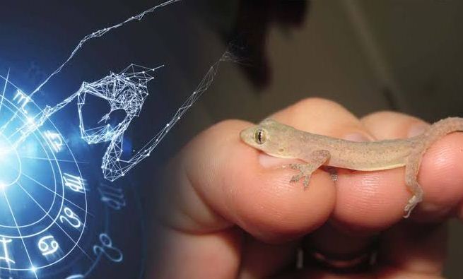 Lizards falling on these parts of the body are very auspicious saaksha tv