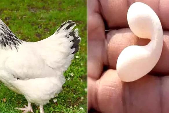 A hen laid a different form of egg at Andhra pradesh saaksha tv