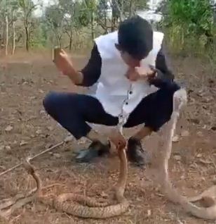 Man stunt with three cobra horrible video goes viral saaksha tv