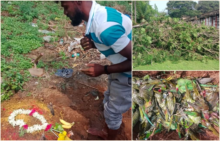 ಬಿರುಗಾಳಿ ಸಹಿತ ಆಲಿಕಲ್ಲು ಮಳೆಗೆ ನೂರಾರು ಗಿಳಿಗಳ ಸಾವು