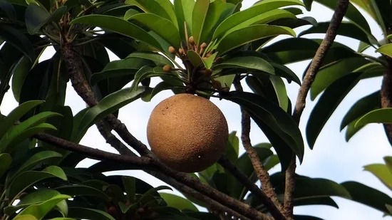 ಮೂಳೆಗಳ ಆರೋಗ್ಯದಿಂದ ಜೀರ್ಣಕ್ರಿಯೆಯ ವರೆಗೂ ಸಪೋಟ(chikoo) ಅಧ್ಭುತ ಪ್ರಯೋಜನಗಳು ...