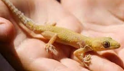 Lizard Falling Meaning on Body Parts saaksha tv