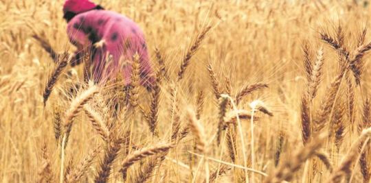 Agriculture : ಗೋದಿ ರಫ್ತು ಬಂದ್ ಗೆ ತೀವ್ರ ಕಳವಳ ವ್ಯಕ್ತಪಡಿಸಿದ ವಿಲ್ಸಾಕ್