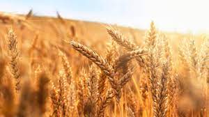 ತಕ್ಷಣವೇ ಜಾರಿ ಬರುವಂತೆ ಗೋಧಿ ರಫ್ತು ನಿಷೇಧಿಸಿದ ಭಾರತ