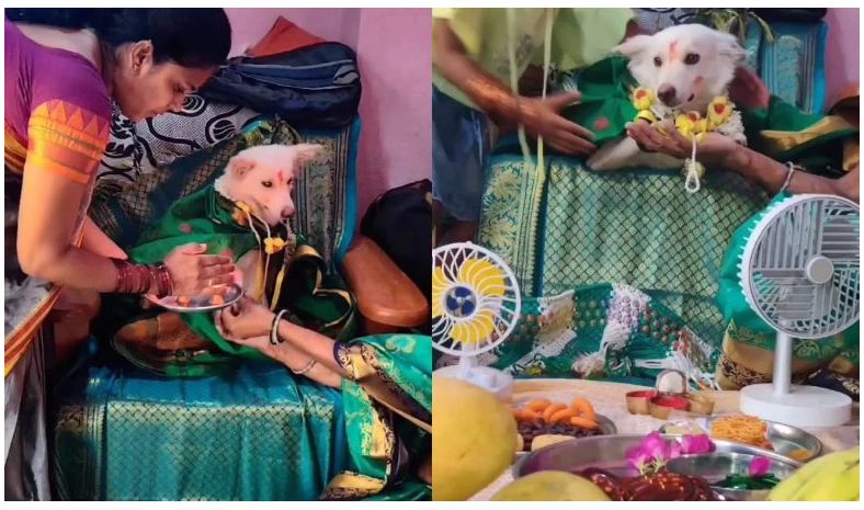 ಶ್ವಾನಕ್ಕೆ ಸೀಮಂತ  – ಗರ್ಭಿಣಿ ನಾಯಿಗೆ ಅದ್ದೂರಿ ಸೀಮಂತ ಕಾರ್ಯ…  