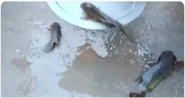 Fish Rain in Telangana