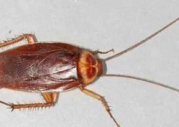 Pakistan – ಆಹಾರದಲ್ಲಿ ಜಿರಲೆ – ಸಂಸತ್ ಭaವನದ ಕ್ಯಾಂಟೀನ್  ಬಂದ್…