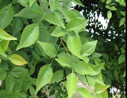 Astrology : ಪ್ರತೀ ಮಂಗಳವಾರ ಬಿಲ್ವ ಪತ್ರೆಯಿಂದ ಈ ರೀತಿ ಮಾಡುತ್ತ ಬಂದರೆ ಸಾಕು ದಿನ ಕಳೆದಂತೆ ನಿಮ್ಮ ಕಷ್ಟಗಳೆಲ್ಲ ಕರಗಿ ಹೋಗುತ್ತವೆ ….!!!