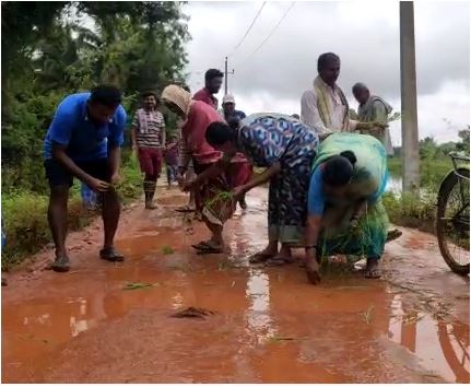 Mandya Muddy road – rice planting by villagers saaksha tv