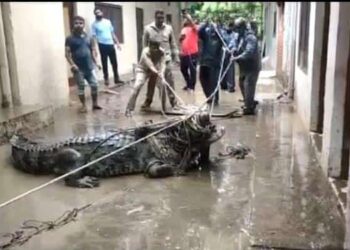 Prayagraj flood – ಪ್ರಯಾಗ್ ರಾಜ್ ಬೀದಿ ಬೀದಿಯಲ್ಲಿ ಕಂಡು ಬಂದ ಮೊಸಳೆ….