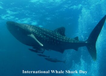 International Whale Shark Day : ಶಾರ್ಕ್ ತಿಮಿಂಗಿಲಗಳ ಸಂರಕ್ಷಣೆ ಮತ್ತು ಜಾಗೃತಿ ದಿನ…