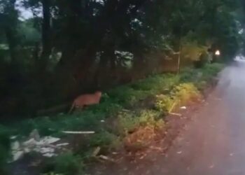 Belagavi: ಚಿರತೆ ಮತ್ತೆ ಪ್ರತ್ಯಕ್ಷ –  22 ಜಿಲ್ಲೆಗಳಿಗೆ ರಜೆ ಘೋಷಣೆ…