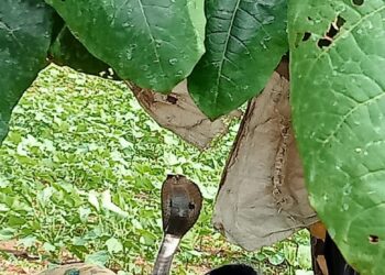 Kalburgi: ಮಲಗಿದ್ದ ಮಹಿಳೆ ಮೇಲೆ ಎಡೆ ಎತ್ತಿ ಕುಳಿತ ನಾಗರಹಾವು