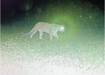 Belgaum Continued Operation Leopard saaksha tv