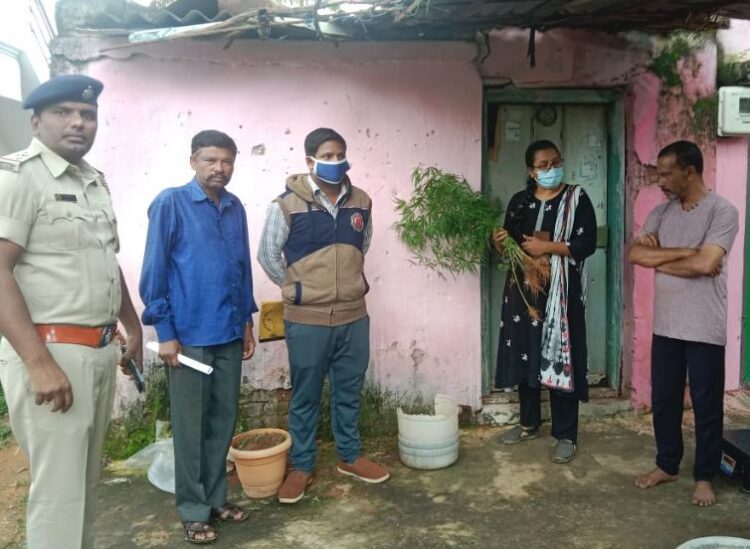 Ganja grower arrested in Tumkur saaksha tv