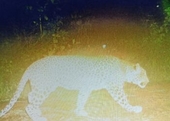 Leopard sighting at Belgaum golf course – school holiday SAAKSHA TV
