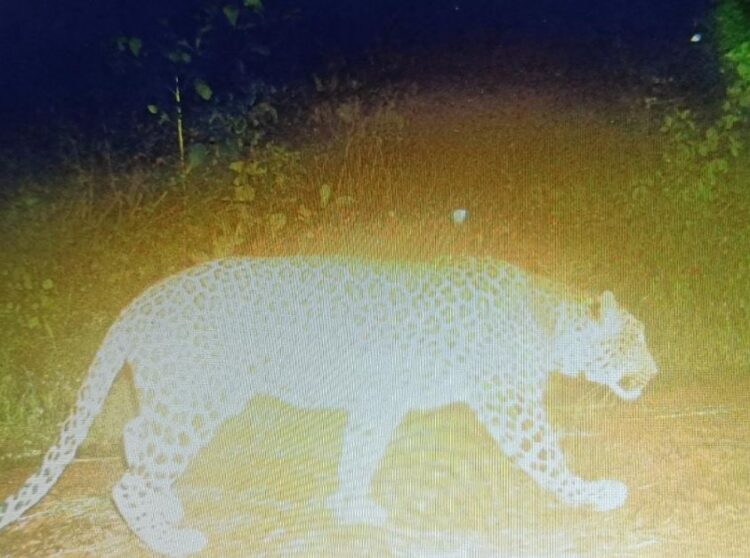 Leopard sighting at Belgaum golf course – school holiday SAAKSHA TV