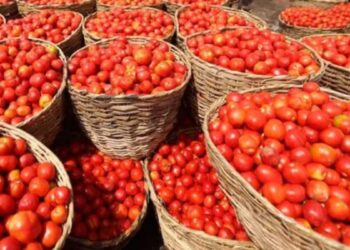 Pakistan: ಭೀಕರ ಪ್ರವಾಕ್ಕೆ ತತ್ತರಿಸಿದ ಪಾಕ್ – 1KG ಟೊಮೆಟೊ 500 ರುಪಾಯಿ