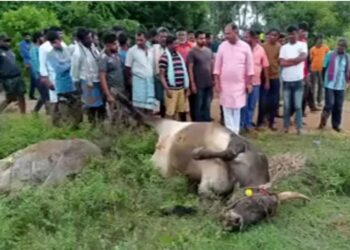 Mandya: ಲಾರಿ ಡಿಕ್ಕಿ ಹೊಡೆದು ಮೂರು ಎತ್ತುಗಳ ಸಾವು – 3 ರೈತರಿಗೆ ಗಾಯ..