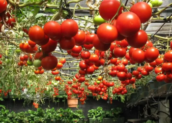 Tomato Crop