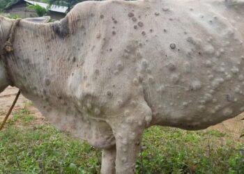 Lumpy skin disease: ಜಾನುವಾರುಗಳ ಚರ್ಮ ಗಂಟು ರೋಗಕ್ಕೆ  ಶೀಘ್ರವೇ ಲಸಿಕೆ – ಪ್ರಧಾನಿ.. 