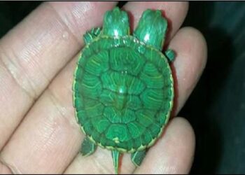 Two-Headed Turtle