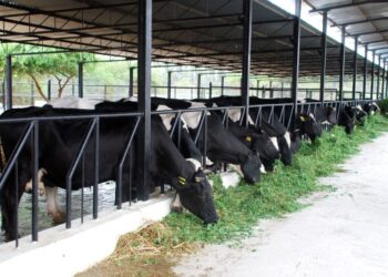 Dairy Business: 2027 ರ ವೇಳೆಗೆ ಭಾರತದ ಡೈರಿ ಉದ್ಯಮ 13 ರಿಂದ 27 ಲಕ್ಷ ಕೋಟಿಗೆ ತಲುಪಲಿದೆ – ಮೀನೇಶ್ ಶಾ