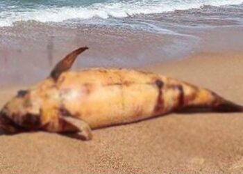 Kundapur – ಮರವಂತೆ ಬೀಚ್ ಬಳಿ ತಿಮಿಂಗಿಲ ಮೃತದೇಹ ಪತ್ತೆ…..