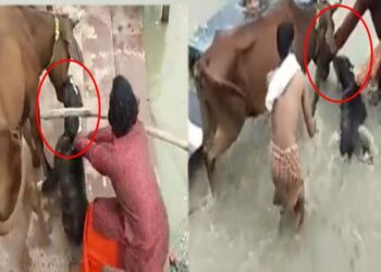 Pitbull Dog Attack: ಹಸುವಿನ ಮುಖದ ಮೇಲೆ ದಾಳಿ ಮಾಡಿದ ಪಿಟ್ ಬುಲ್ ನಾಯಿ