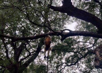 Bidar : ಮತ್ತು ಬರುವ ಔಷಧ ನೀಡಿ ಕೋತಿಗಳನ್ನ ನೇಣು ಬಿಗಿದು ಕೊಂದ ದುಷ್ಕರ್ಮಿಗಳು…