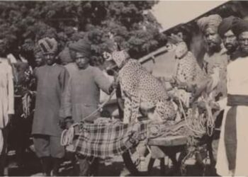 Cheetah in Indian forests after 7 decades | Who is the reason for this