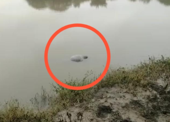 Dharwad A deceased person was found dead in a ditch