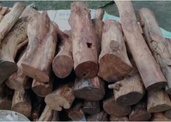 Bangalore A gang was arrested for stealing sandalwood saaksha tv
