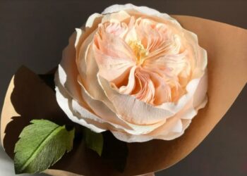 Saaksha Special-ದುಬಾರಿ ಗುಲಾಬಿ