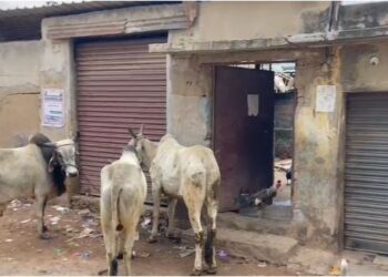 Kolar police attack on illegal slaughterhouse – protection of cows saaksha tv