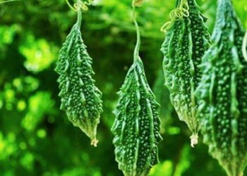 Bitter Gourd:  ಹಾಗಲಕಾಯಿ F1 ಝಲ್ರಿ – ಬೀಜಗಳು