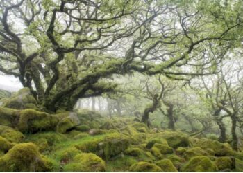 Saaksha Special-ಪ್ರಪಂಚದ 12 ಸುಂದರವಾದ ಕಾಡುಗಳು