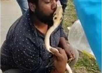 Snake bite