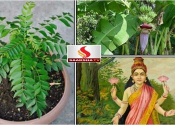 Do you have all these trees in your house saaksha tv