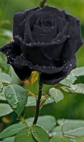 Life Style-ಹಾಲ್ಫೆಟಿಯ ಕಪ್ಪು ಗುಲಾಬಿ