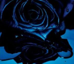 Marjala Manthana-ಕಪ್ಪು ಗುಲಾಬಿ: ಇತಿಹಾಸ ನಿಮಗೆ ಗೊತ್ತಾ…?