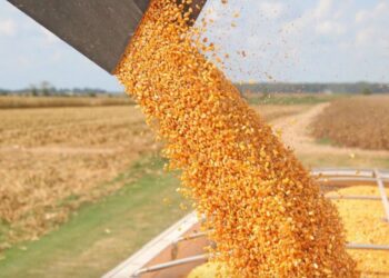 ಕೃಷಿ-ಮೆಕ್ಕೆ ಜೋಳದ ಬೆಳೆ ಇಳುವರಿಯನ್ನು ಹೆಚ್ಚಿಸಲು 15 ಮಾರ್ಗಗಳು