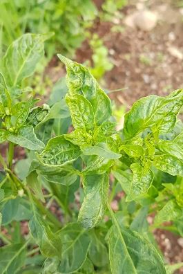 ಕೃಷಿ-ಚಿಲ್ಲಿ ಲೀಫ್ ಕರ್ಲ್ ವೈರಸ್