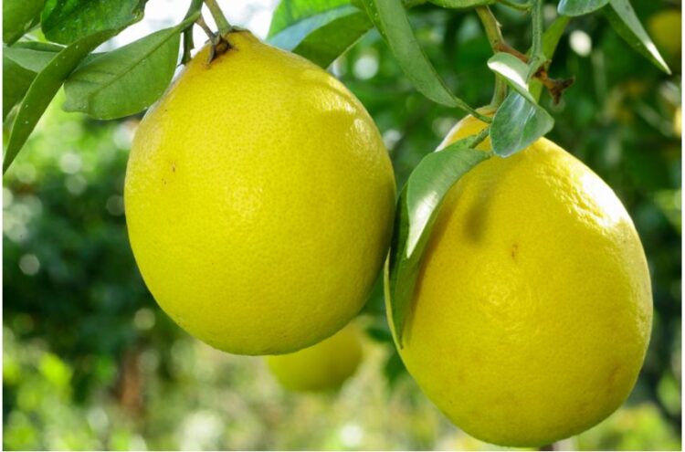 Varieties of Lemon