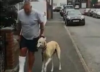 dog imitating its injured human-ಗಾಯಗೊಂಡ ಮಾಲಿಕನನ್ನು  ಅನುಕರಿಸುತ್ತಿರುವ ನಾಯಿಯ ಹೃದಯಸ್ಪರ್ಶಿ ವಿಡಿಯೋ ವೈರಲ್ಲ್