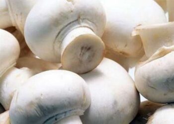 Mushroom farming in India -ಕೃಷಿ-ಭಾರತದಲ್ಲಿ ಮಶ್ರೂಮ್ ಫಾರ್ಮಿಂಗ್ part 02