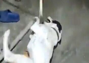 Bengaluru Dog: ನಾಯಿಯನ್ನ ಕಟ್ಟಿ ಹಾಕಿ ದೊಣ್ಣೆಯಿಂದ ಥಳಿಸಿದ ಸಹೋದರರು – ಪೊಲೀಸ್ ವಶಕ್ಕೆ… 