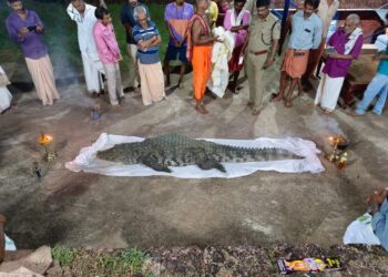 Babiya crocodile