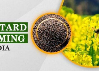 MUSTARD MUSTARD-ಸಾಸಿವೆ ಬೆಳೆ ಬೆಳೆಯಲು ಪ್ರಮುಖ ಬಿತ್ತನೆ ಬೀಜಗಳು ಭಾಗ -1